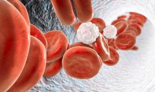 o型血为什么叫熊猫血 o型血为什么叫熊猫血