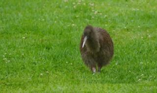 新西兰活捉一只恐龙 新西兰活捉一只恐龙